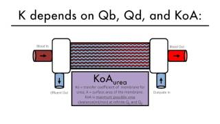 Hemodialysis Kinetics 101 06 What is KtV [upl. by Sailesh252]