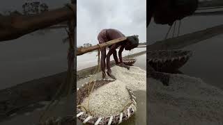 🧂✨ Amazing Salt Making Complete Process in India  Shorts [upl. by Ahtela378]