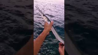 needlefish catchandrelease fishing [upl. by Hafirahs]