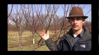 How to Prune an Older Peach Tree Improve Airflow amp Boost Fruit Production [upl. by Becki]