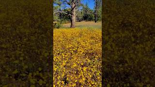 yellow flowers nomad rvlife forest nature vanlife fy fyp [upl. by Meekar254]