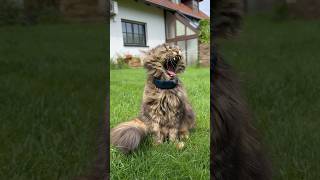 Mia has long teeth cat siberianforestcat siberiancat furrycat tractive tractivegps [upl. by Okemak]