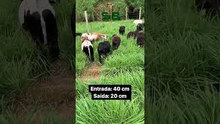 Capim Tamani🌱 indicado para Equinos ovinos e caprinos excelente teor nutricional [upl. by Milla]