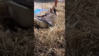 Ever Seen a Goose Lay an Egg gooseegg egg egglayer egglaying eggchampion lucy [upl. by Reerg401]