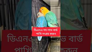 ডিএনএ সহ লাভ বার্ড পাখি সংগ্রহ করুন lovebirds birds shorts [upl. by Adaline135]