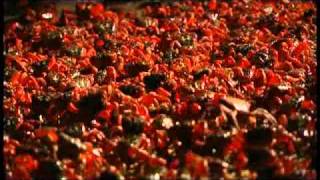 ANIMAL NATION  RED CRABS CRAZY ANTS [upl. by Jarlath]