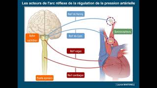 Quels sont les acteurs dune boucle de régulation de la pression artérielle [upl. by Jose]