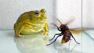 A cute frog eating a giant hornet [upl. by Kathrine]