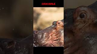 Crocodile vs Hippos The Ultimate Battle for Survival 🐊🐘  Epic ShowdownShorts [upl. by Nawor]