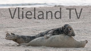 Paren van de Grijze Zeehond op Vlieland Zeldzame beelden Ook in Vroege Vogels TV 7 april 2024 [upl. by Neyuh]