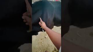 Progesterone injection vetdrafaqrana animal cow veterinaryclinic cow cow livestockfarm [upl. by Brass]