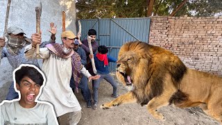 Lion life in danger again  village walay aa gay [upl. by Landel]