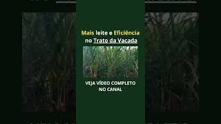 Trato forragemmanejo agro gado agriculturasustentável fazenda gadoleiteiro pecuarialeiteira [upl. by Annekcm]