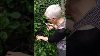 Pruning an unruly Plum Tree [upl. by Clare]