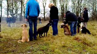 Vuurwerktraining voor honden in Arnhem [upl. by Ytsirhc]