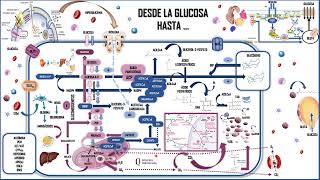 DESDE LA GLUCOSA HASTA EL ACIDO GRASO EN EL ADIPOCITO [upl. by Taggart]