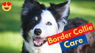 How to care for a Border Collie puppy 7 Steps to Border Collie care [upl. by Bortman422]