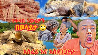 አስፈሪና አስደንጋጭ አውሬዎች በወላይታ 🙄 [upl. by Ttehr724]