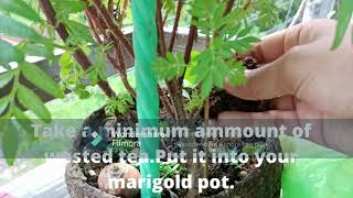 First video of this channel marigold plant fertilizer Made with Filmora video editor [upl. by Arraeis]