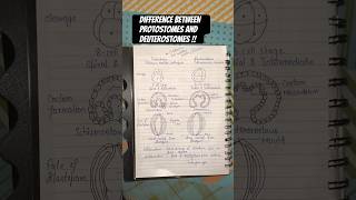 Difference between Protostomes and Deuterostomes  youtubeshorts viral trending shortsvideo [upl. by Ja]