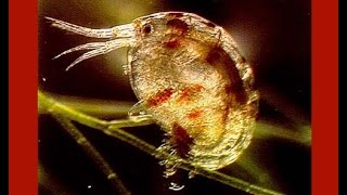 Live Copepods  Feed Hungry Fish  Copepods amp Amphipods  Buy Copepod [upl. by Hamachi863]