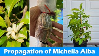 How to Propagate Michelia Alba  Rooting Michelia Alba Branches  Pak Lan Air Layering 白兰的繁殖 [upl. by Kleiman706]