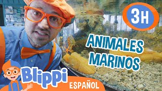 Blippi va al acuario 🐢🐙 Blippi Español  Videos educativos para niños  Aprende y Juega [upl. by Ahsytal]