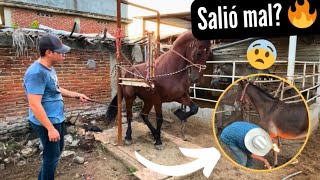 Cómo empezar a bailar un caballo desde abajo‼️🐴 [upl. by Moselle]