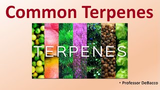 Common Terpenes [upl. by Lesde126]