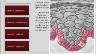 Epidermis Layers  Layers of Skin  Wound Care Education [upl. by Tereve570]