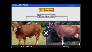 CBSE Class 12 Biology  Animal Breeding [upl. by Gene]