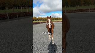 Only this 🤘🏼💃🕺 equestrian horse horses pony pferde cheval hest trending funny dance [upl. by Aekim]