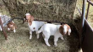 BOER GOAT COLORS  Watch for the Bottle Babies goats farm cabros granja बकरी boer bore [upl. by Melamed]