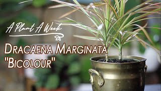 Dracaena marginata quotBicolourquot Care  A Plant A Week [upl. by Dib]