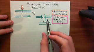 Homologous Recombination for Double Strand Breaks Part 1 [upl. by Ransell]