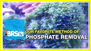 FAQ 10 What are some great ways to reduce phosphates in the reef aquarium  52 FAQ [upl. by Alaecim]