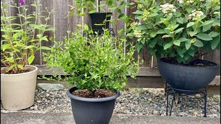 First Prune For California Lilac Victoria Ceanothus July 8 [upl. by Bakerman]