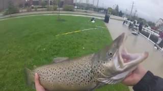 Huge Lake Michigan BROWN TROUT [upl. by Fernandes]