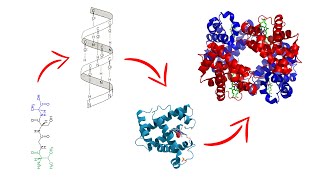 Estructura de las proteínas  Medicina en 5 MINUTOS [upl. by Skyla]