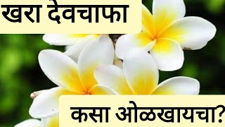 देवचाफा  Devchafa  Champa Plumeria acutifolia  Marathibaagkam  मराठी बागकाम [upl. by Auhsuoj]