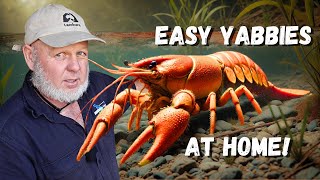 Breed Yabbies Crawfish At Home Easy Setup [upl. by Elleryt934]