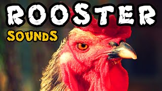 ROOSTER SOUND Cockadoodledoo 15 Different Sound Effects [upl. by Hazlip]