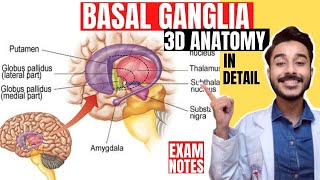 basal ganglia anatomy 3d  basal nuclei anatomy 3d [upl. by Odab232]