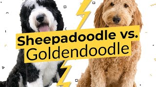 Sheepadoodle vs Goldendoodle  Whats The Difference 🐶🦴🐶 [upl. by Carman773]