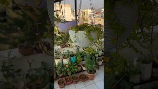 🌱Benefits amp Motivation For Gardening🪴☺️👍homegarding ytshots viralshorts [upl. by Burton861]