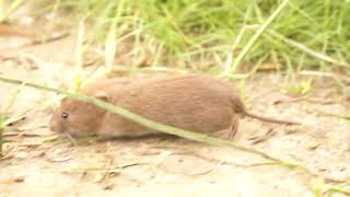 Vole  Grenadier Pond High Park [upl. by Reilamag]