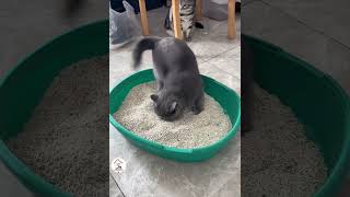 Cute Funny Cats Videos To Brighten Your Day Funny Pets Shorts Clips 😺😂😂 EPS1187 funnycats [upl. by Enaira510]