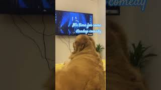 Brownie  It’s time for entertainment goldenretriever comedyvideo comicstaan music [upl. by Ely]