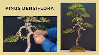 🌲 PINUS DENSIFLORA BONSAI  Diseño 1ª PARTE [upl. by Eardnoed]