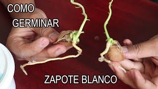 Como Germinar semillas de Zapote Blanco  México Verde [upl. by Anemolif734]